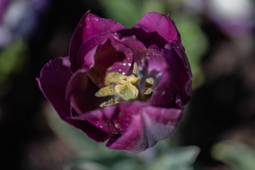 Purple tulip with yellow centre close up