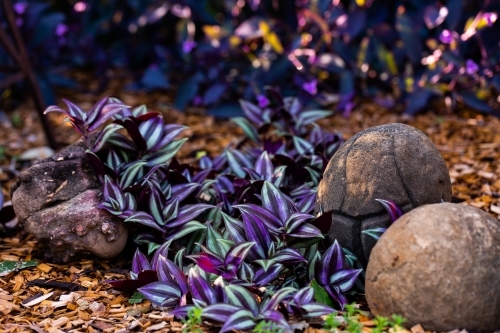 Purple Wandering Jew inchplant (tradescantia zebrina bosse)  in garden beside round rocks - Australian Stock Image