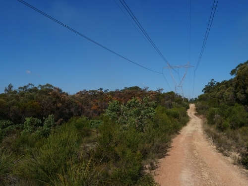 Pylons cut through sunny bushland - Australian Stock Image