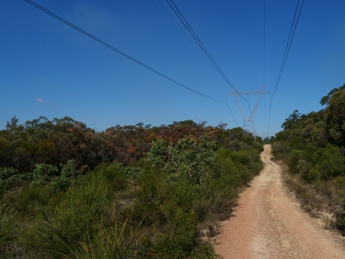 Pylons cut through sunny bushland
