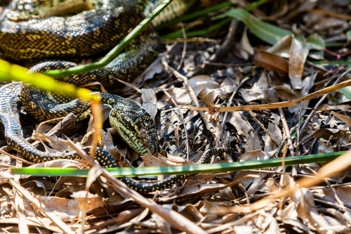Python snake among leaf litter
