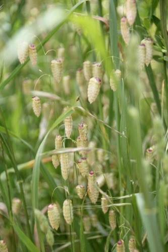 Quaking grass in flower - Australian Stock Image