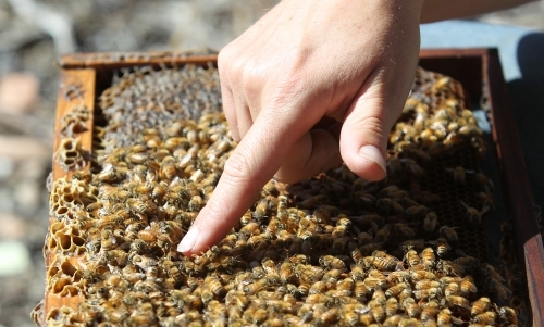 queen bee in a hive