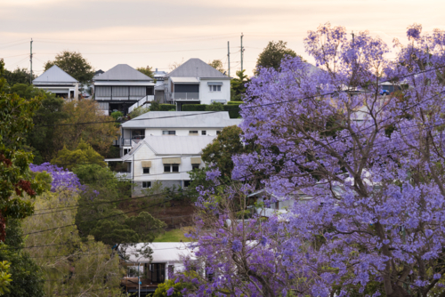 Queensland houses along a hillside suburb surrounded by street trees including a flowering jacaranda - Australian Stock Image
