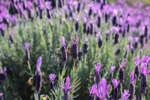 Queensland Lavender field - Australian Stock Image
