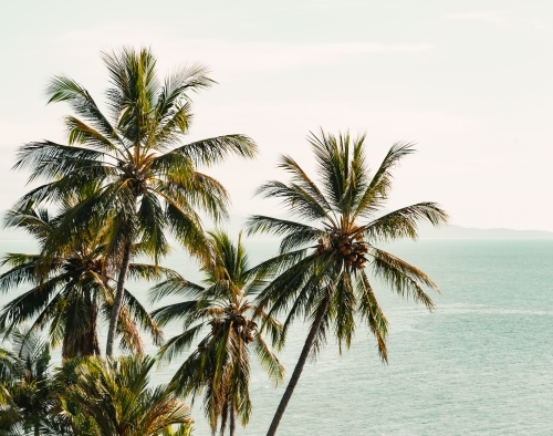 Queensland palm trees with coconuts with a bright green ocean background and pale sky - Australian Stock Image