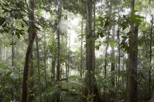 Queensland rainforest in cloud - Australian Stock Image