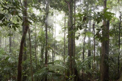 Queensland rainforest in cloud