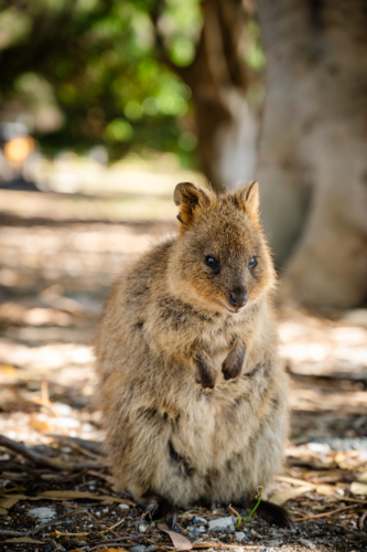 Quokka - Australian Stock Image