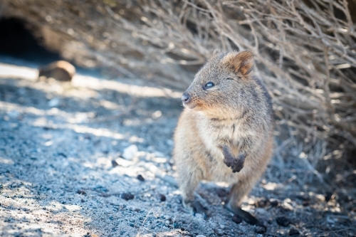 Quokka in it's natural habitat looking out to the side. - Australian Stock Image