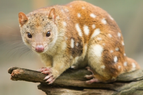 Quoll - Australian Stock Image