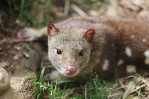 Quoll - Australian Stock Image