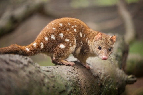 Quoll Looking at Camera - Australian Stock Image