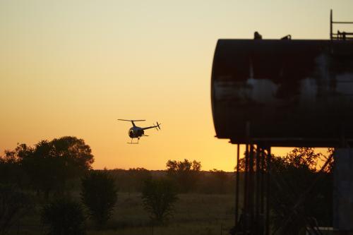R22 mustering helicopter takes off near fuel tanks in dawn light.