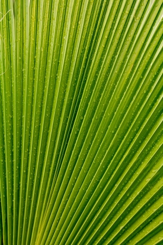 Radial lines on fan palm - Australian Stock Image