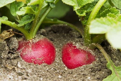 Radish in the ground ready for harvest - Australian Stock Image