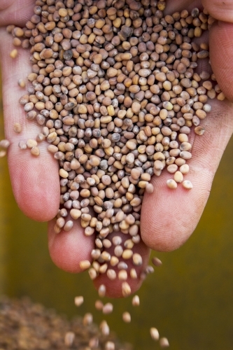 Radish seeds - Australian Stock Image