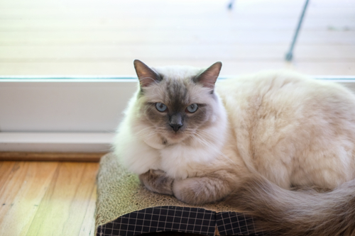 Ragdoll cat lying on floor of home - Australian Stock Image