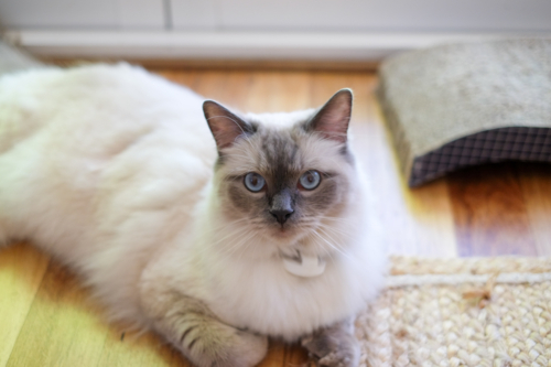 Ragdoll cat lying on floor of home - Australian Stock Image