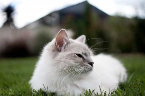 Ragdoll cat resting in the grass