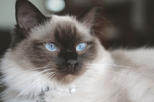 Ragdoll cat with blue eyes looking away - Australian Stock Image
