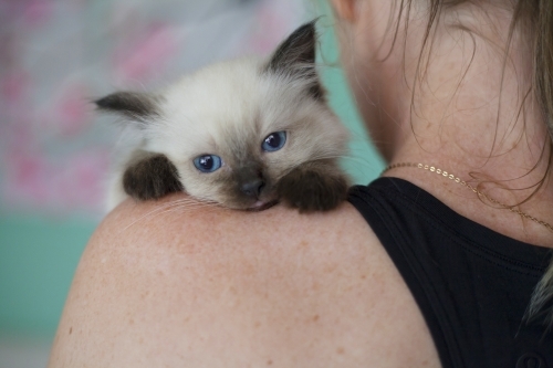 Ragdoll kitten resting on humans shoulder - Australian Stock Image