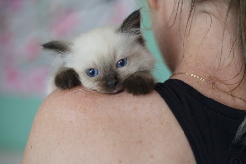 Ragdoll kitten resting on humans shoulder