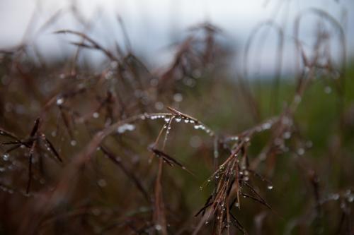 Rain drops on native grass
