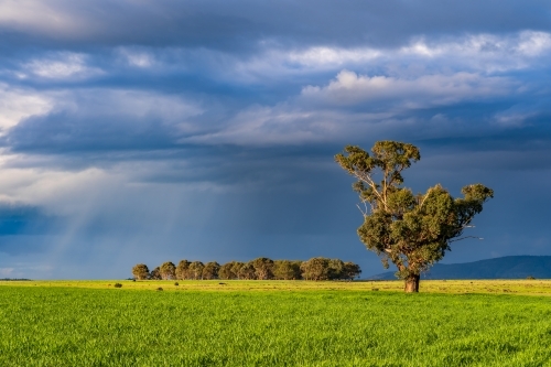 Rain falling from dark clouds over gum trees and lush green farmland