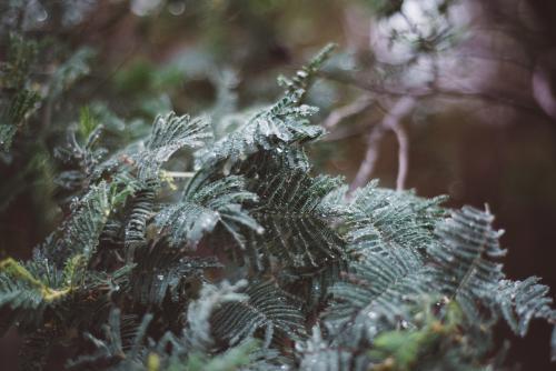 Rain on Leaves - Australian Stock Image