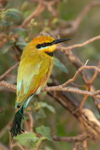 Rainbow Bee-eater (Merops ornatus) resting on branch with foliage - Australian Stock Image