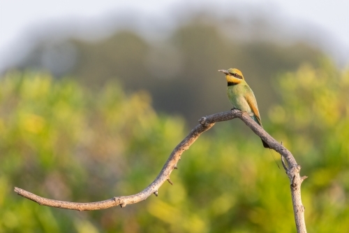 Rainbow bee-eater perched on a branch at the beach - Australian Stock Image