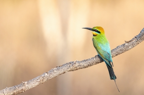 Rainbow bee-eater perched on a branch