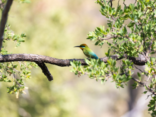 Rainbow bee-eater perched on branch among green foliage - Australian Stock Image