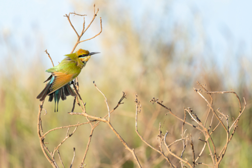 Rainbow bee-eater perched on dry branches  in natural habitat - Australian Stock Image