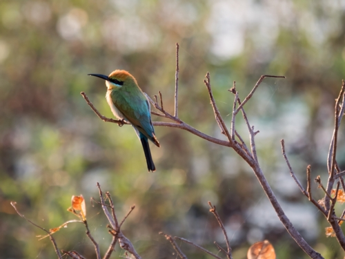 Rainbow bee-eater sitting on a tree branch - Australian Stock Image