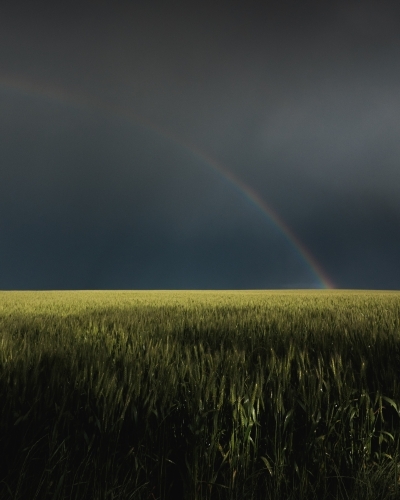 Rainbow in wheat crop - Australian Stock Image