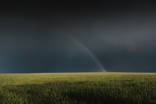 Rainbow in wheat crop - Australian Stock Image