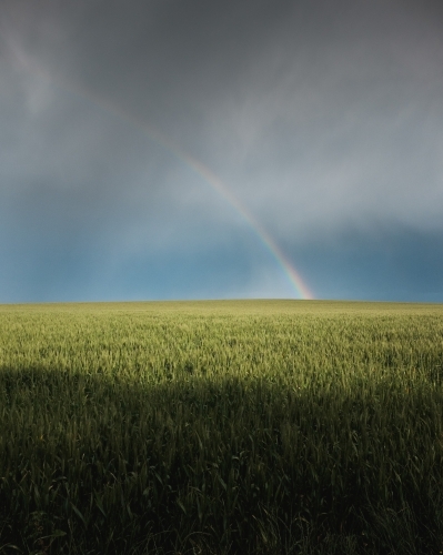 Rainbow in wheat crop - Australian Stock Image