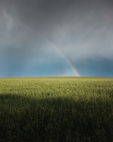 Rainbow in wheat crop