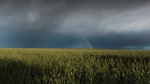 Rainbow in wheat crop - Australian Stock Image