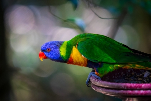 Rainbow Lorikeet - Australian Stock Image