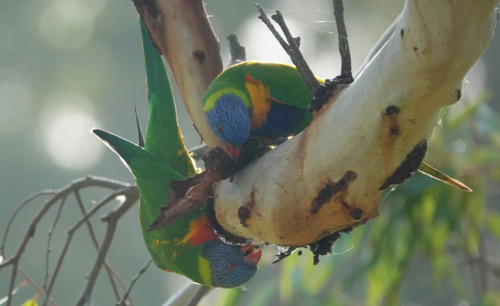 Rainbow Lorikeet - Australian Stock Image