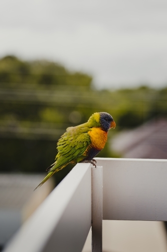 Rainbow Lorikeet bird sitting on a balcony railing. - Australian Stock Image