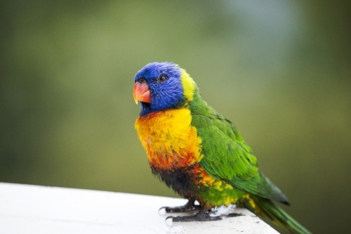 Rainbow lorikeet facing left - Australian Stock Image