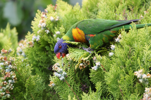 Rainbow Lorikeet Feeding in a Garden - Australian Stock Image