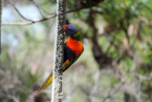 Rainbow Lorikeet feeding on the flower spike of a grass tree (Xanthorrhoea) - Australian Stock Image