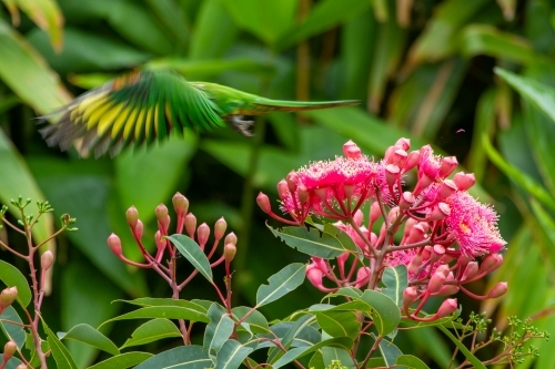 Rainbow Lorikeet flying from blossoms of a pink flowering gum tree.