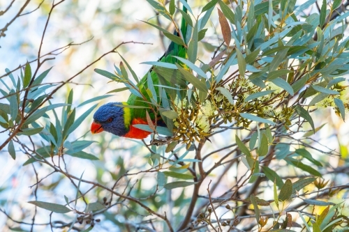 Rainbow Lorikeet in gum tree - Australian Stock Image
