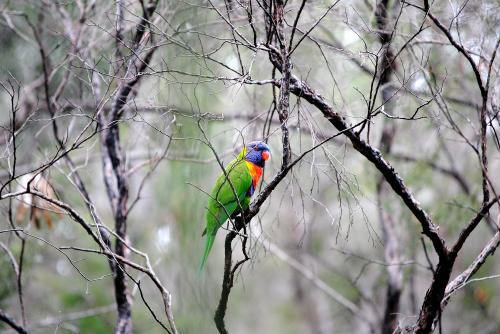 Rainbow lorikeet in the bush
